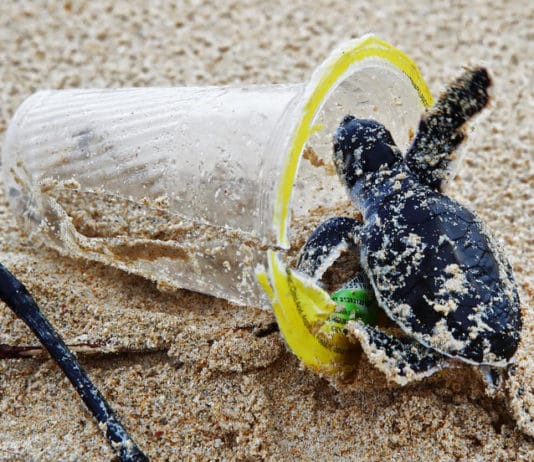 Giornata mondiale della Terra, un futuro senza plastica
