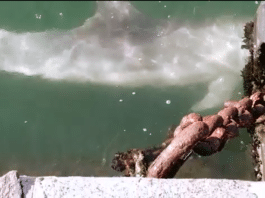 Anzio. Delfini e balenottere, la natura si riprende i suoi spazi