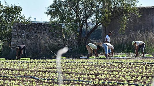 In allarme il settore agricolo: Senza gli stranieri è emergenza manodopera nelle campagne
