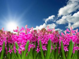 Giornata della Terra 2020: ripartire dall’ambiente e da nuovi stili di vita