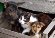 Anzio, ok alla realizzazione di un rifugio comunale per cani e gatti