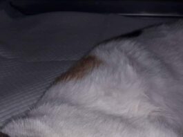 Mary che sta lottando tra la vita e la morte per un calcio alla pancia