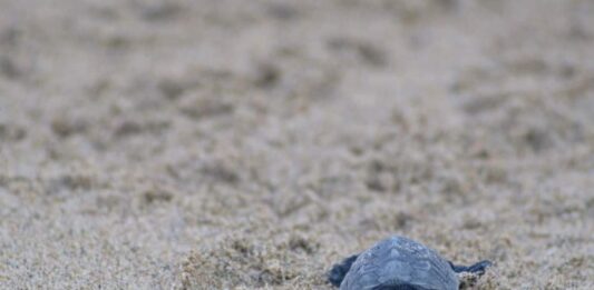 Sulla spiaggia di Fondi sono nate 60 tartarughe caretta caretta