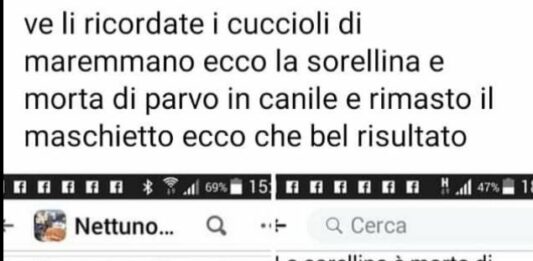 Morto un cucciolo affetto dal virus Parvo. A quando un canile di Anzio e Nettuno?