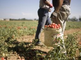 Operaio agricolo malmenato a Campoverde, Sindaco di Aprilia: comportamenti violenti danneggiano immagine della Città