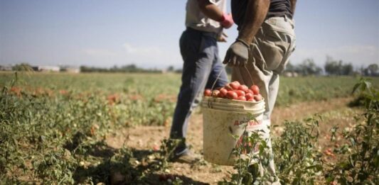 Operaio agricolo malmenato a Campoverde, Sindaco di Aprilia: comportamenti violenti danneggiano immagine della Città