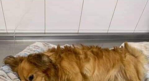 Aiutiamo Remo a farlo camminare di nuovo