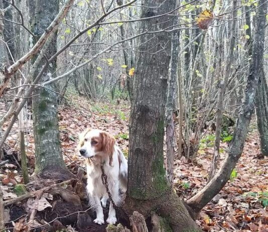Parco Castelli. Abbandonato incatenato nel bosco, ha rischiato di morire