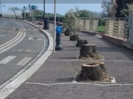 Anzio. Motoseghe in azione, tagliati gli alberi di tamerice che ornavano via Fanciulla D’Anzio