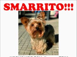 Anzio. Yorkshire toy smarrito a Lido delle Sirene