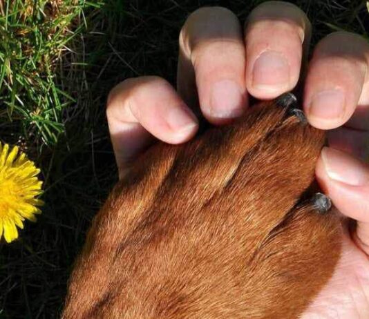 Ambiente. De Petris: Svolta epocale, la tutela dell’ambiente, degli ecosistemi e degli animali in Costituzione