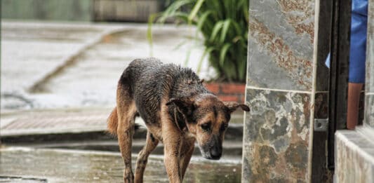 I suggerimenti di Upa Difesa Animali per il soccorso di Animali feriti o abbandonati o avvelenati