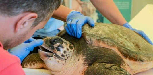 Giovedì sarà liberata la tartaruga salvata da Zoomarine
