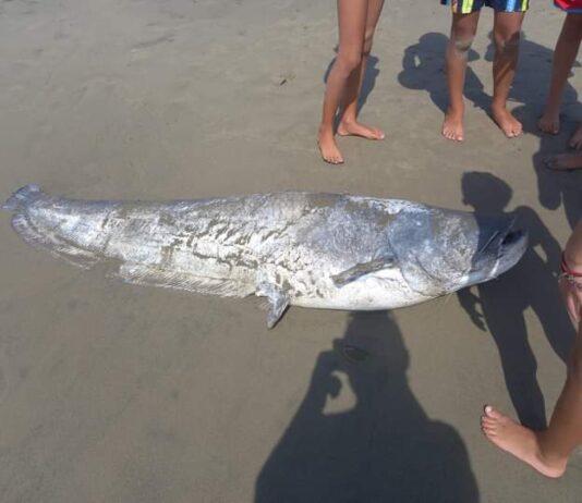 Moria di pesci sulla spiaggia di Torvaianica