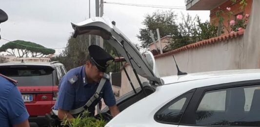 Anzio. I Carabinieri hanno scoperto un’altra piantagione di marijuana, arrestato 43enne