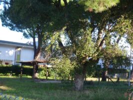 Anzio. Mariani ApA: il comune attivi gli uffici per usufruire dei fondi regionali per le aree verdi