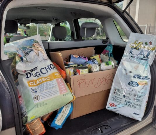 Il consigliere Mercuri: “Anzio si stringe alla titolare dell’Arca di Rita. Aiutiamo i volontari”