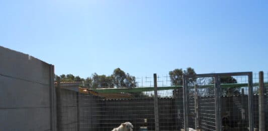 Alba Dog risponde al Sindaco di Ardea: sono due anni che il Comune è moroso nei confronti della società