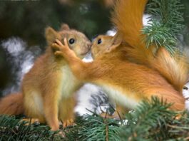 Giornata storica: la tutela dell’ambiente, della biodiversità, degli animali e degli ecosistemi entra in Costituzione
