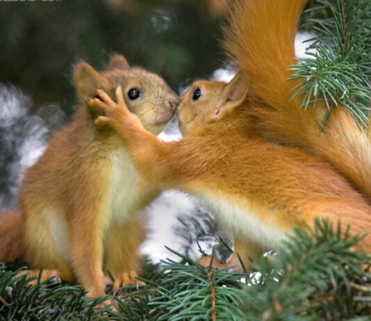 Giornata storica: la tutela dell’ambiente, della biodiversità, degli animali e degli ecosistemi entra in Costituzione