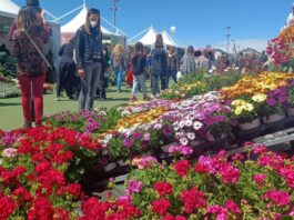 Boom di presenze alla 35esima edizione della Mostra Agricola di Campoverde