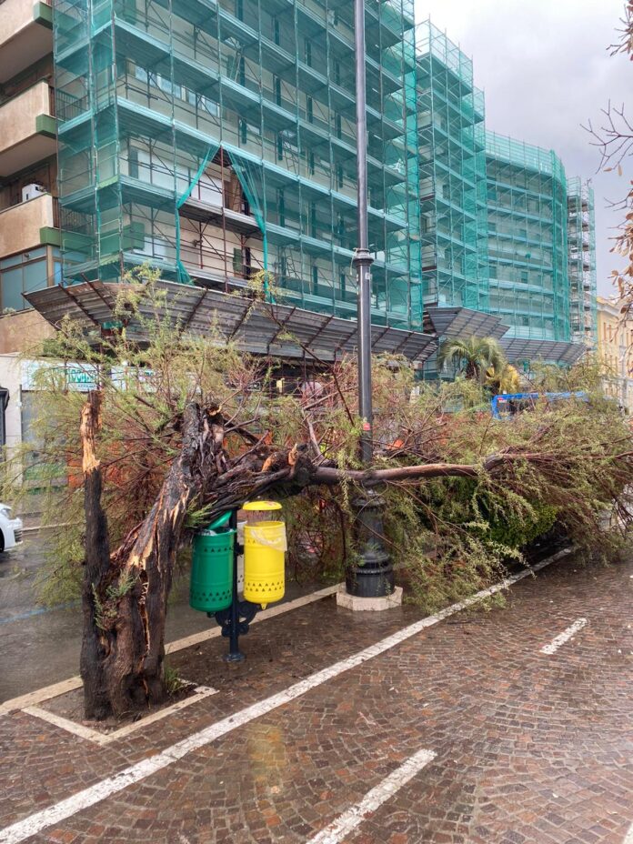 Ilu albero caduto20220402-WA0016