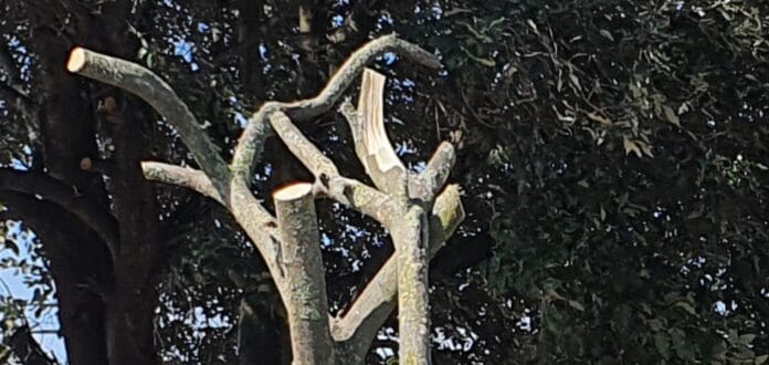 Ilu albero limoni_20220412-122612_Gallery