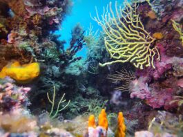 Anzio conquista la settima Bandiera Verde