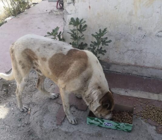 Dopo l’Incendio al campo Al Karama, le associazioni si prendono cura degli animali