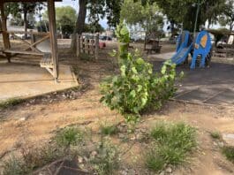Nettuno, il parco di Santa Barbara in stato di totale abbandono