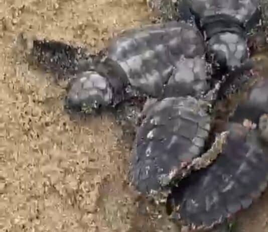 Lieto evento Anzio: nate 17 tartarughine caretta caretta