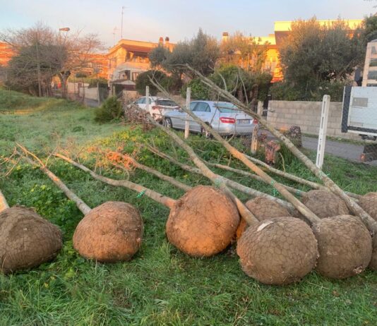 Nettuno. Arrivata la prima fornitura di alberi del “Progetto Ossigeno” della Regione Lazio,
