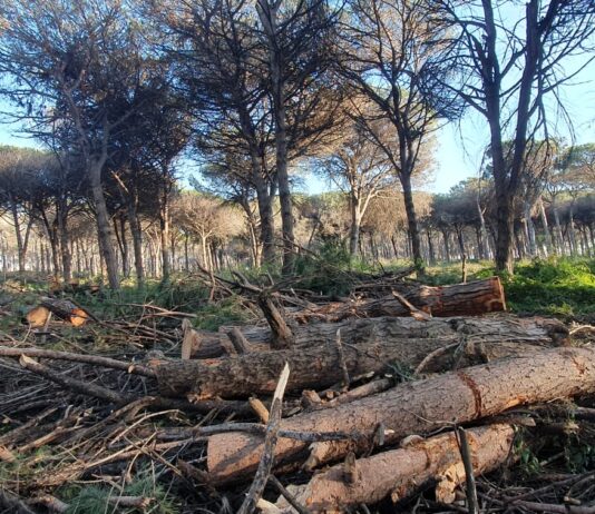 A Nettuno l’indifferenza sta uccidendo la Pineta della Campana