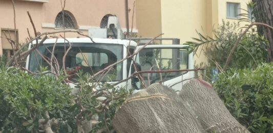 Nettuno. Motoseghe in azione anche ai giardini di via della Vittoria
