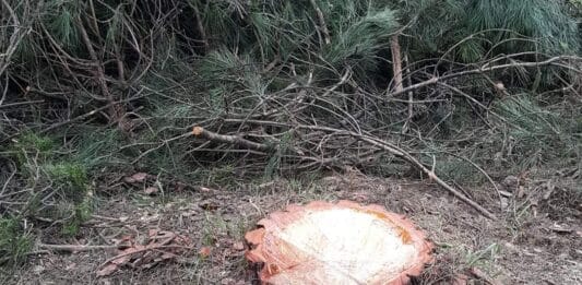 Nettuno. Parco Palatucci abbattuti più di 20 alberi ad alto fusto