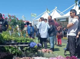 Riprende la Mostra Agricola di Campoverde: piante, fiori, animali, prodotti tipici, western show, laboratori del gusto
