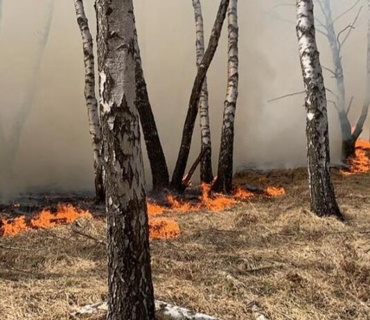 Anzio, ordinanza della Commissione Straordinaria per la prevenzione degli incendi boschivi