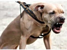 Anzio. Uomo minaccia passanti con un martello, poi aizza il pitbull contro i carabinieri: morso un militare