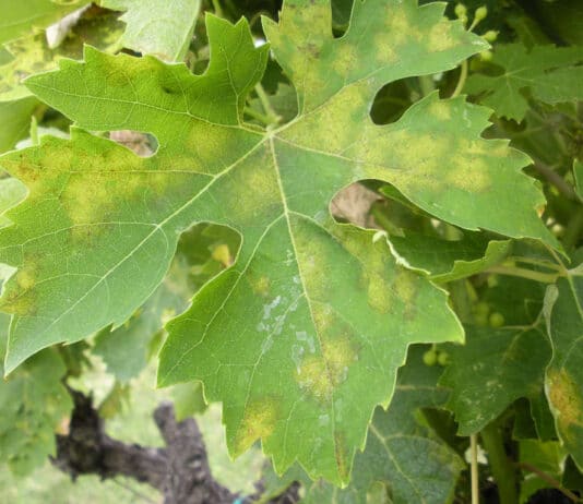 Aprilia. Emergenza peronospora, un modulo per denunciare i danni ai vigneti