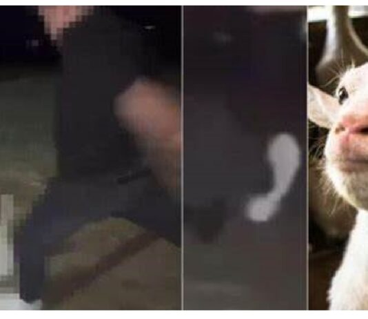 Capretta uccisa a calci, 12 i ragazzi denunciati dai Carabinieri