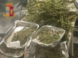 Anzio. Scoperto dalla Polizia un capannone per l’essiccazione e la lavorazione della Marijuana: 8 arresti