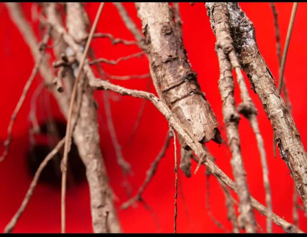 Roma. Prorogata fino al 1° dicembre la mostra "Tellurica" di Pino Genovese e Alberto Timossi 4