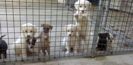 Aprilia Civica presenta interrogazione sulla realizzazione di un canile comunale