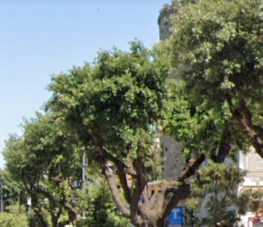 Nettuno. Potatura straordinaria dei lecci di piazza Mazzini e viale Matteotti