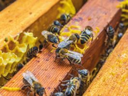 Apicoltura, Tiso (Confeuro): “Tutelare miele italiano sia priorità governo”