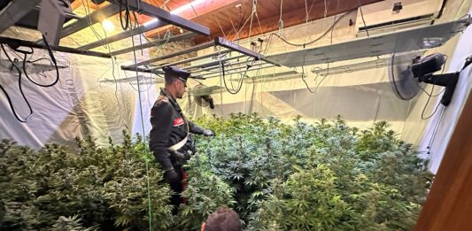 Pomezia, Carabinieri sequestrano maxi piantagione di cannabis