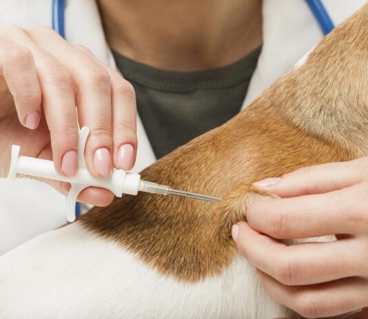 Microchippatura a 5 euro presso la Mostra Agricola di Campoverde