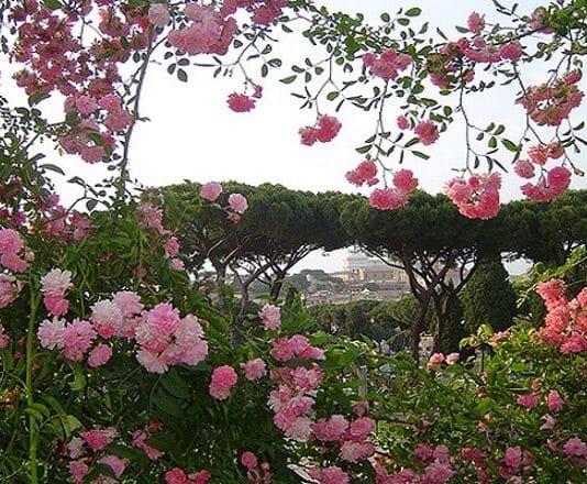 Natale di Roma. Il 21 aprile riapre il Roseto comunale: 1200 varietà da ammirare