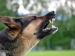 Aprilia, donna aggredita da un cane a Fossignano