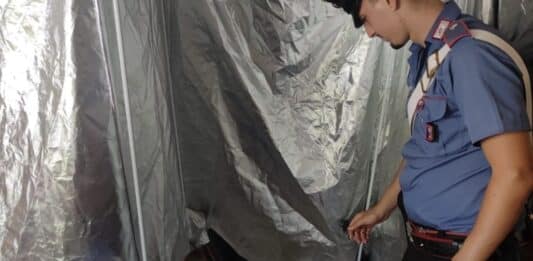 Serra in casa per coltivare stupefacenti, un arresto a Pomezia